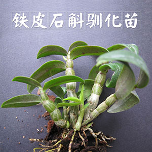 豐之源馴化苗，買3份送一包基質(zhì)